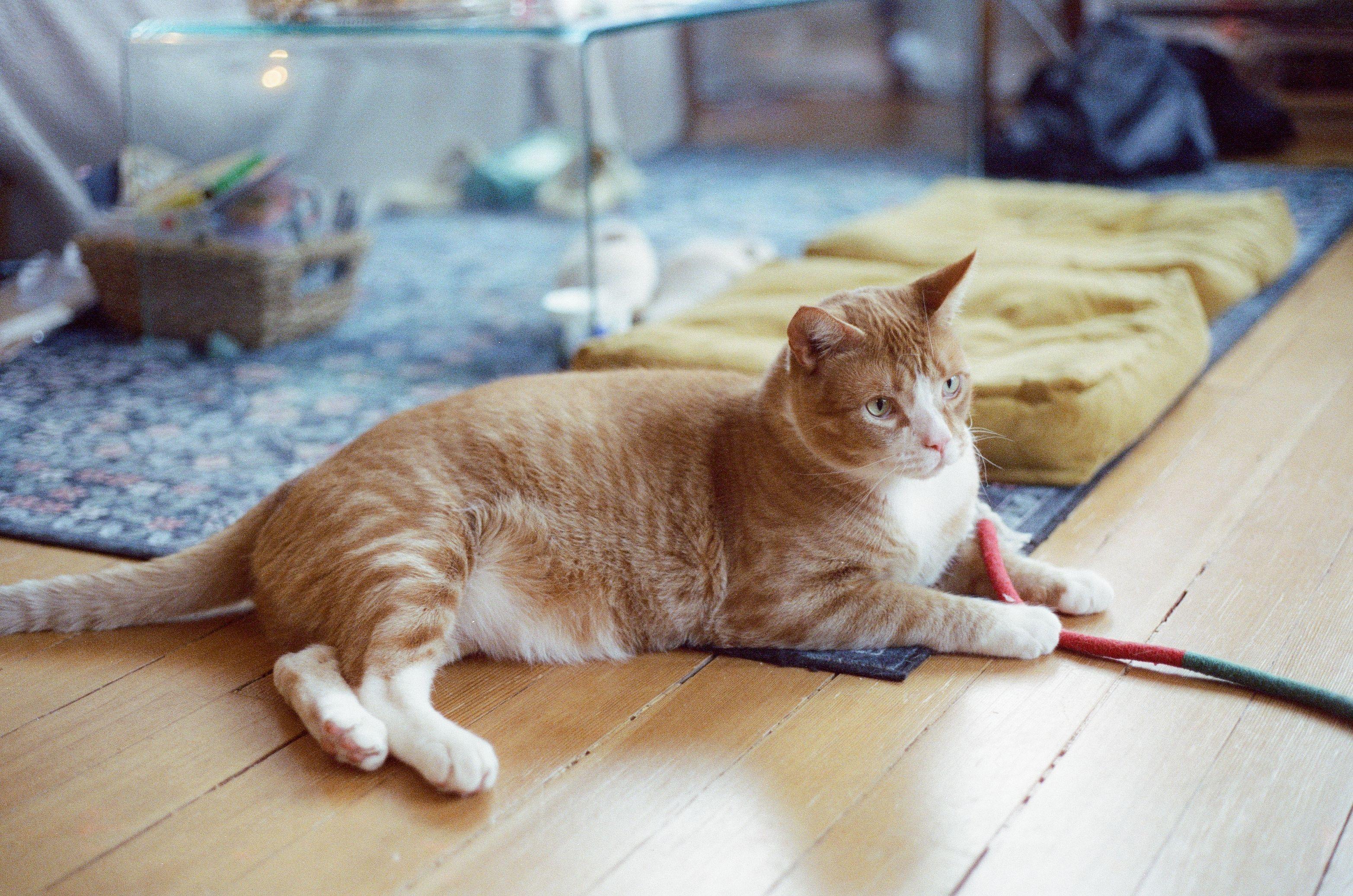 Squid and Chip, a ADOPTABLE Domestic Short Hair in Seattle, WA image 6/6