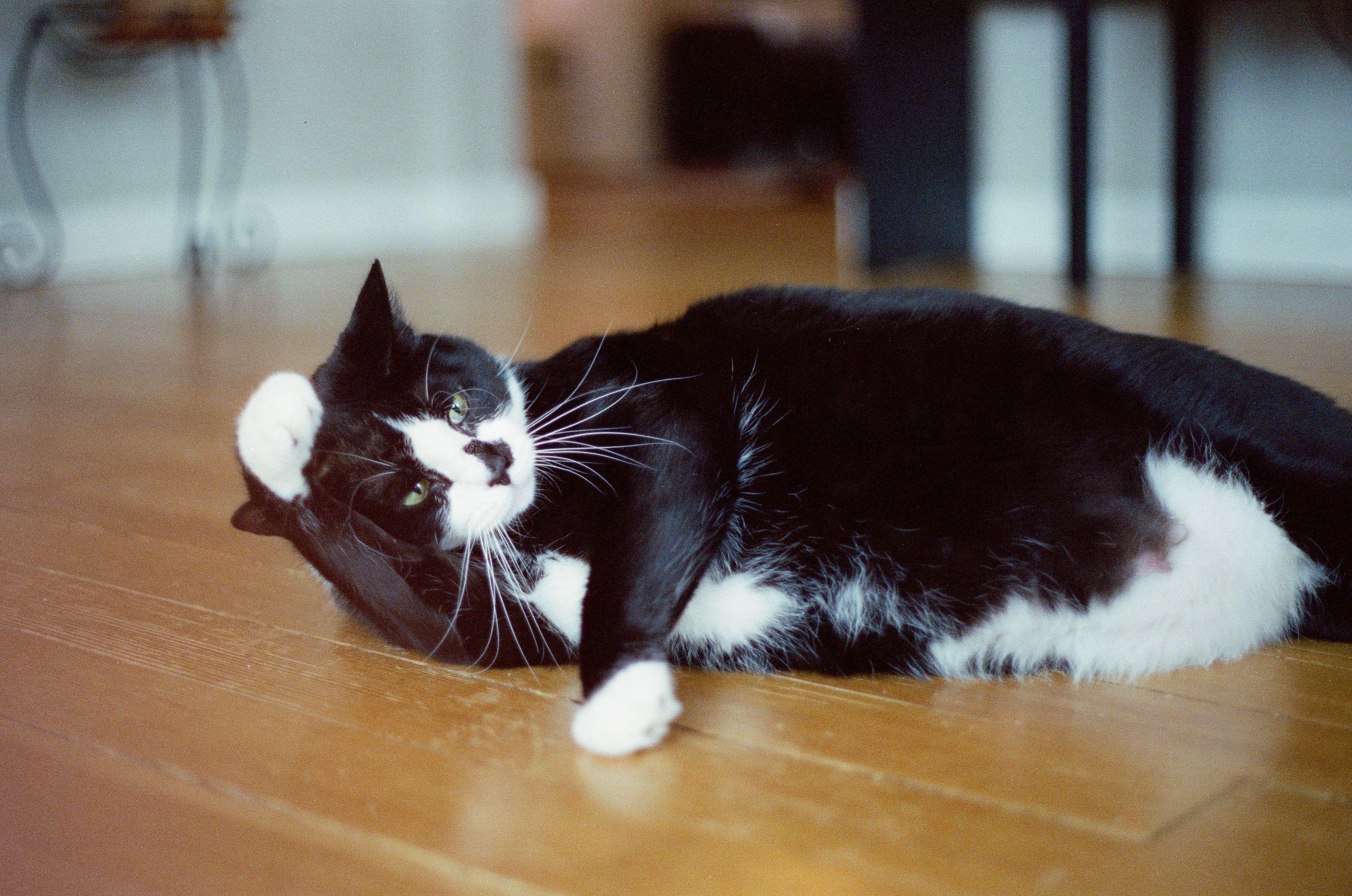 Squid and Chip, a ADOPTABLE Domestic Short Hair in Seattle, WA image 5/6