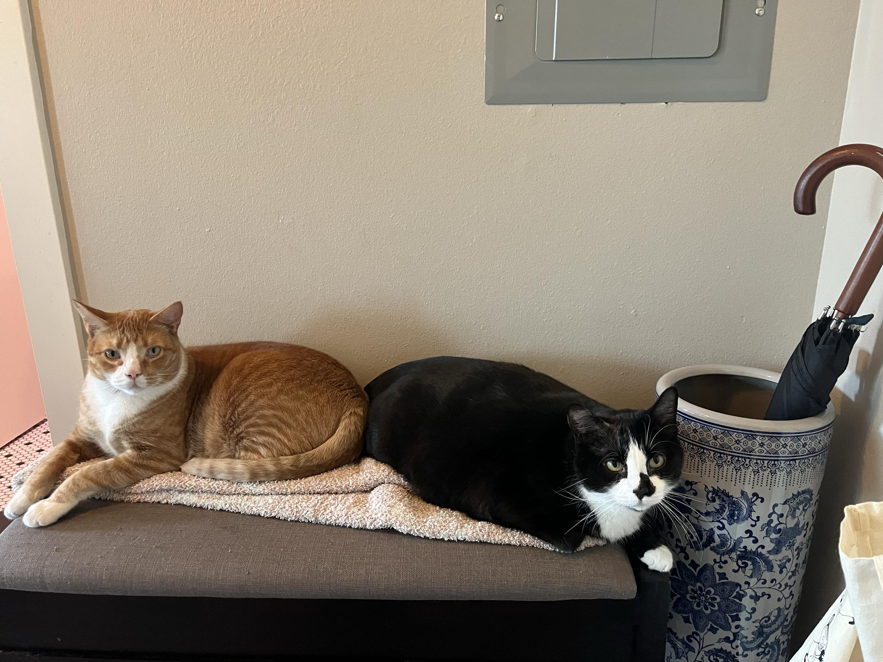 Squid and Chip, ADOPTABLE, Adult Female Domestic Short Hair.