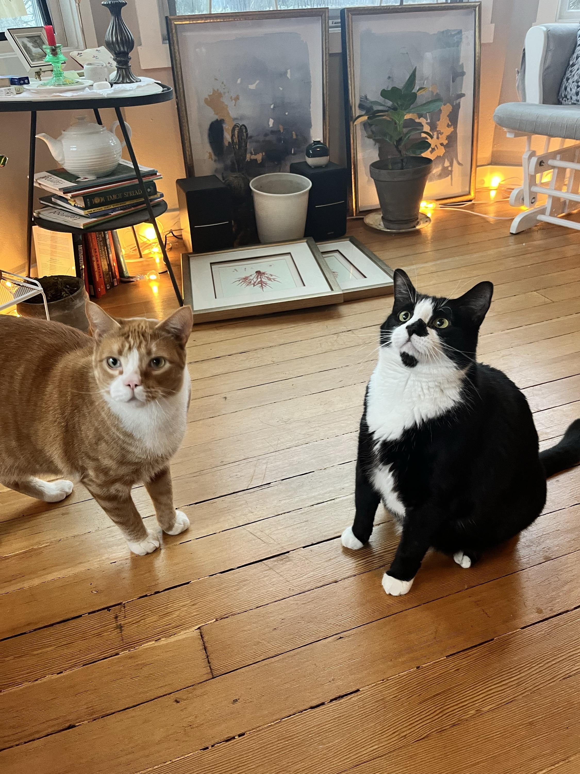 Enlarge Squid and Chip, a ADOPTABLE Domestic Short Hair in Seattle, WA image 1/6