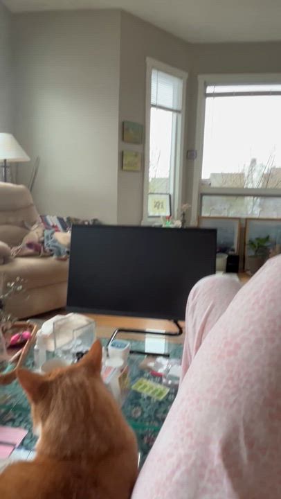 Enlarge Squid and Chip, a ADOPTABLE Domestic Short Hair in Seattle, WA video 6/6