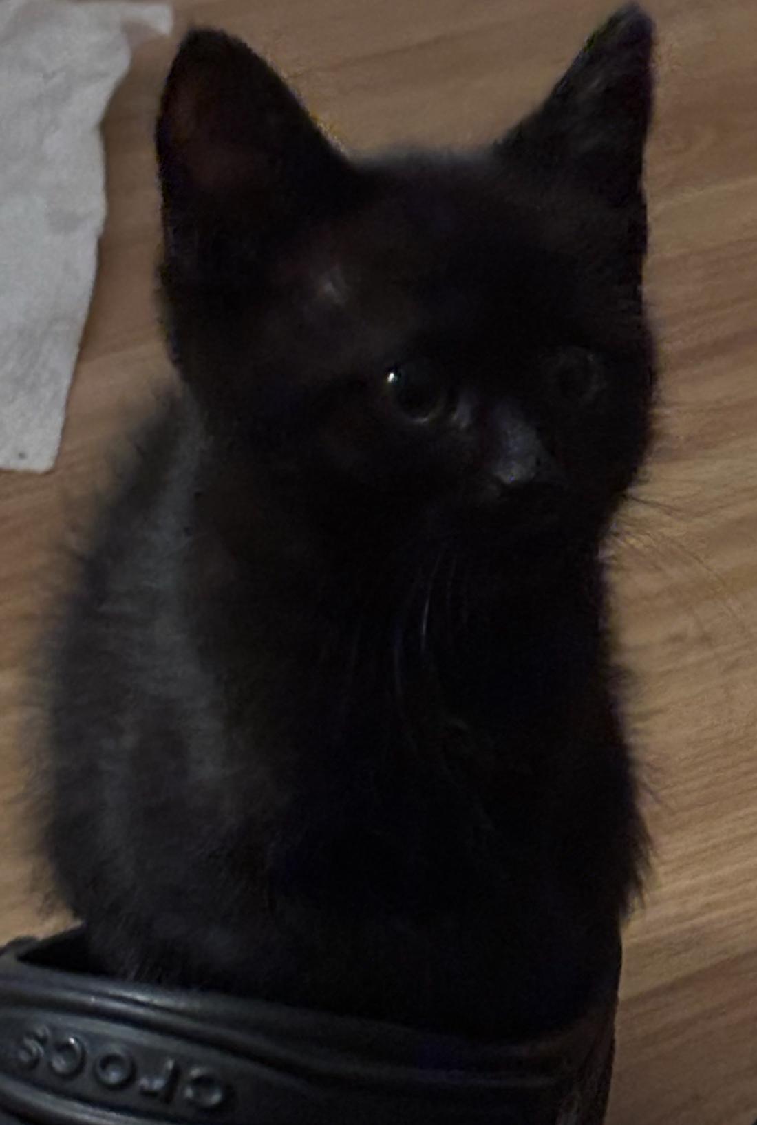 Bingo Blueberry, Adopted, Young Male Domestic Medium Hair.