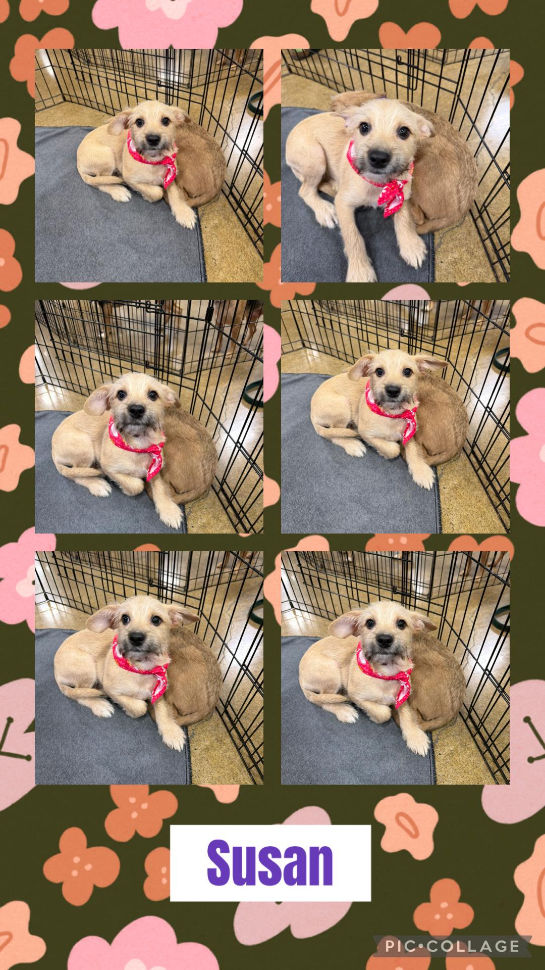 Enlarge Susan, a ADOPTABLE mixed breed in Eugene, OR image 1/2