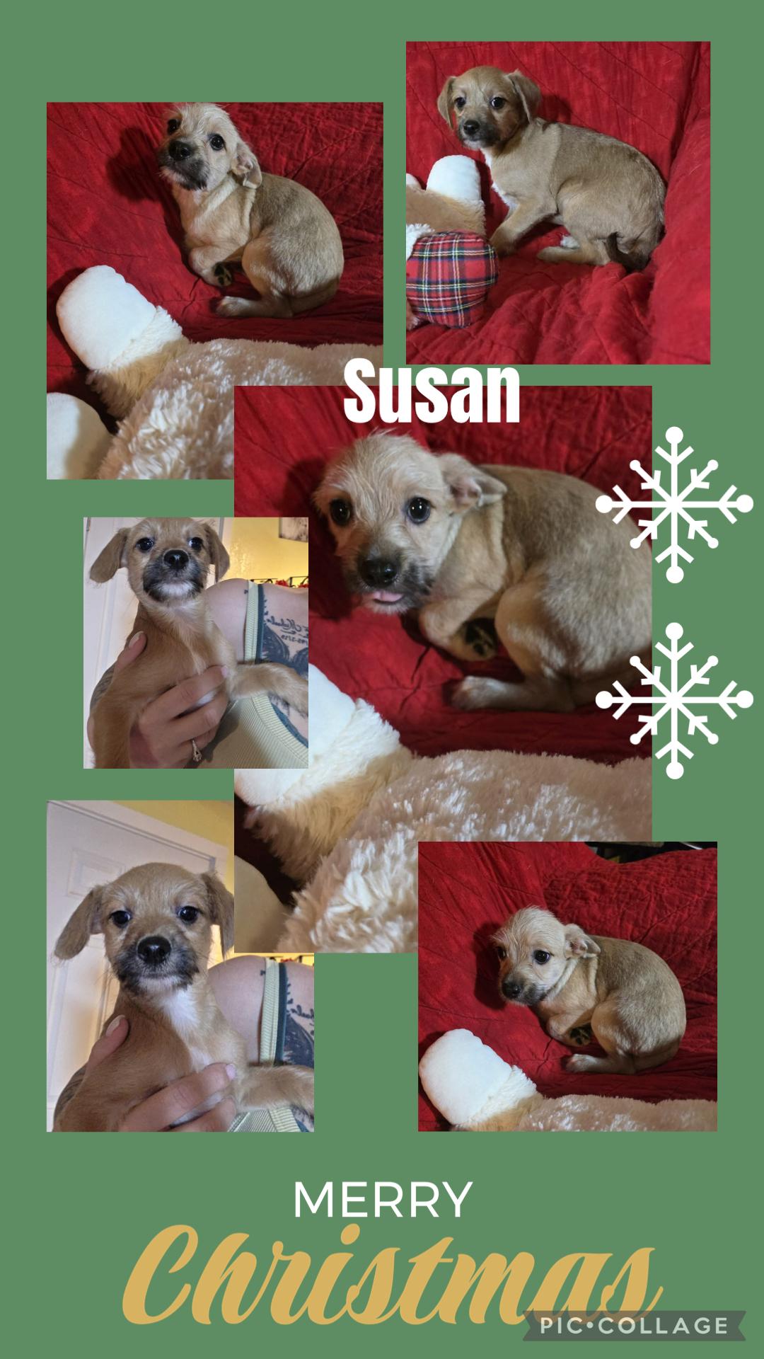 Enlarge Susan, a ADOPTABLE mixed breed in Eugene, OR image 1/1