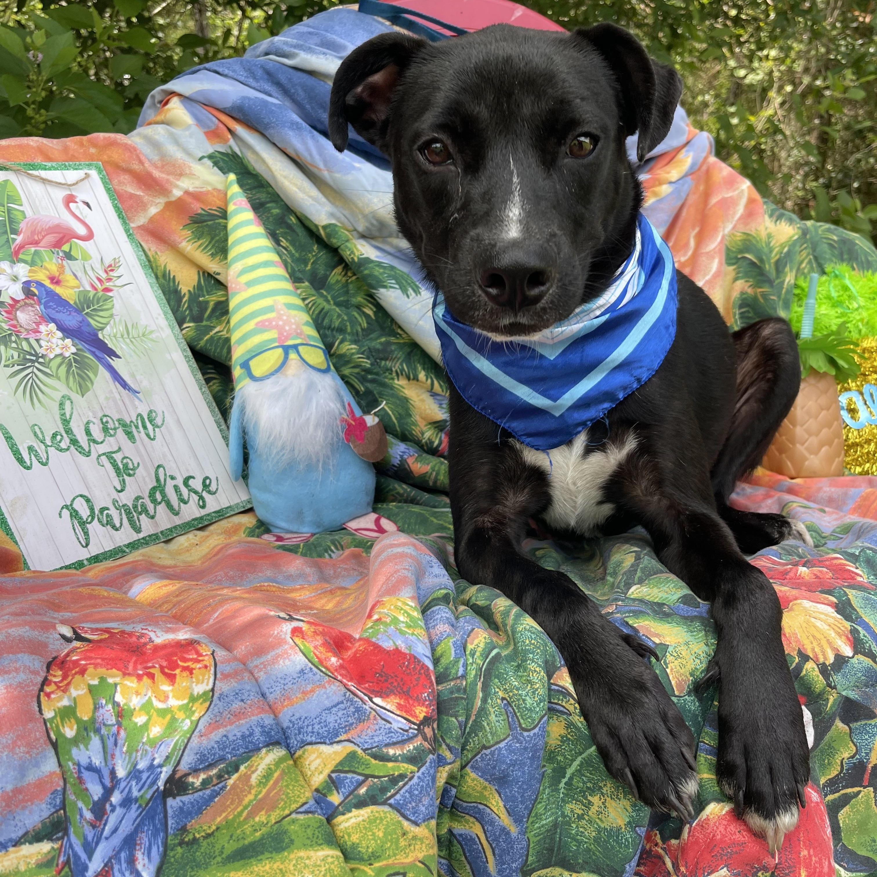 Willow photo 4