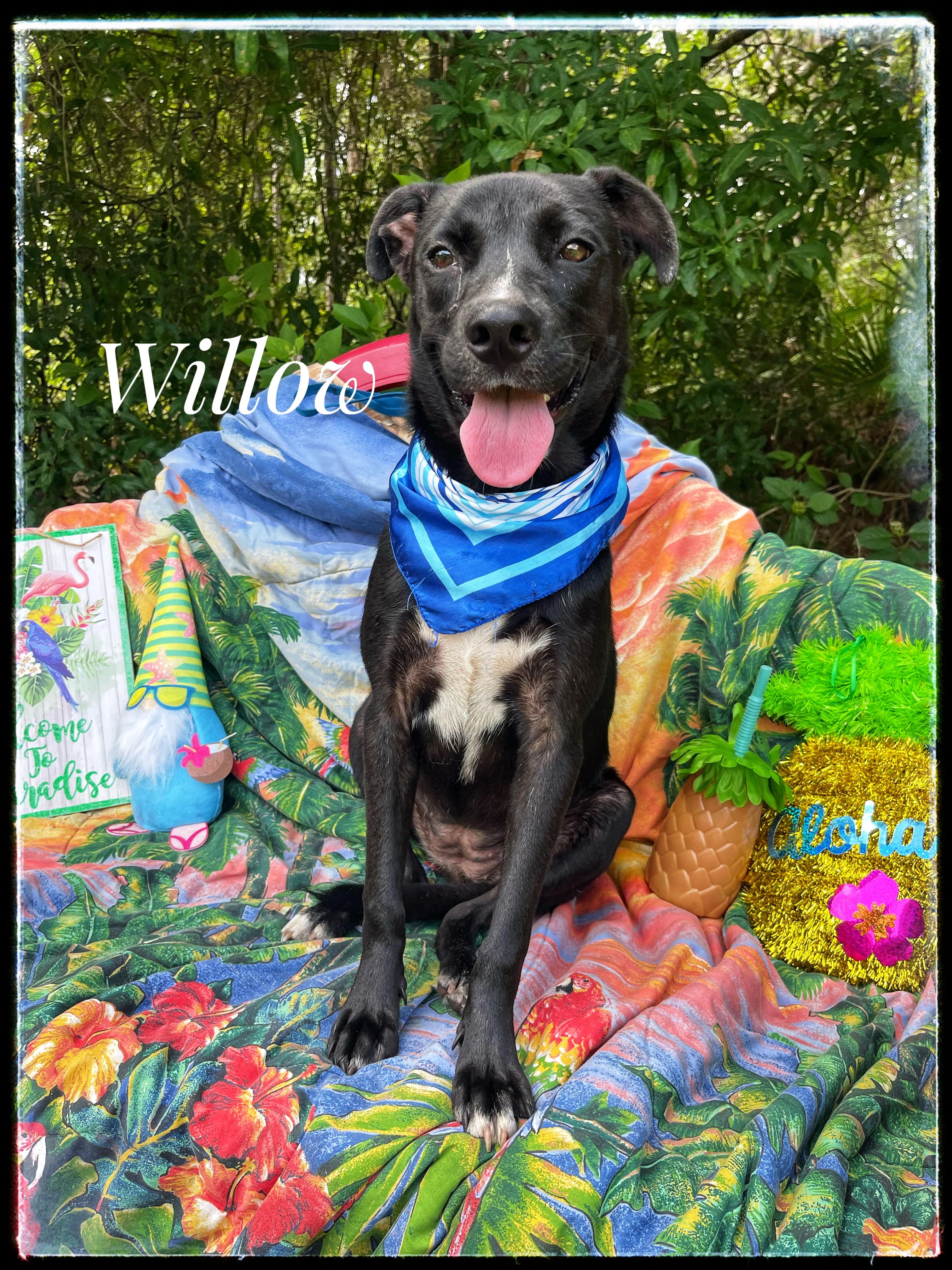 Willow, Young Female Black Labrador Retriever