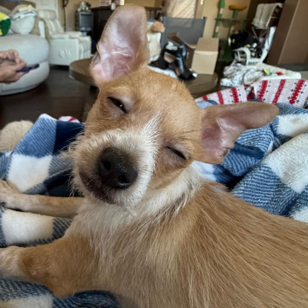 343 (2026) Huckleberry, Adoptable, Puppy Male Chihuahua & Terrier.