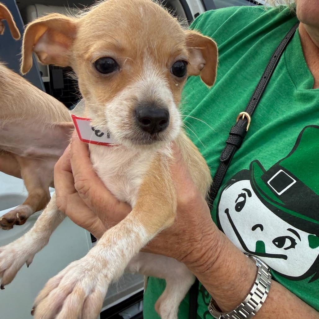 Enlarge 343 (2026) Huckleberry, a Adoptable mixed breed in Parker, CO image 2/6