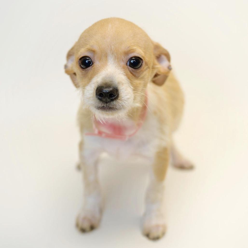 Enlarge 343 (2026) Huckleberry, a Adoptable mixed breed in Parker, CO image 3/6