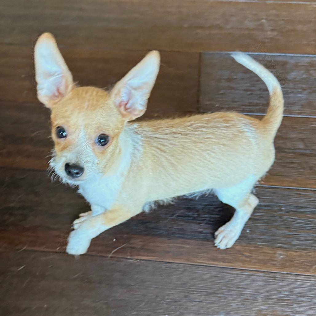 Enlarge 343 (2026) Huckleberry, a Adoptable mixed breed in Parker, CO image 4/6