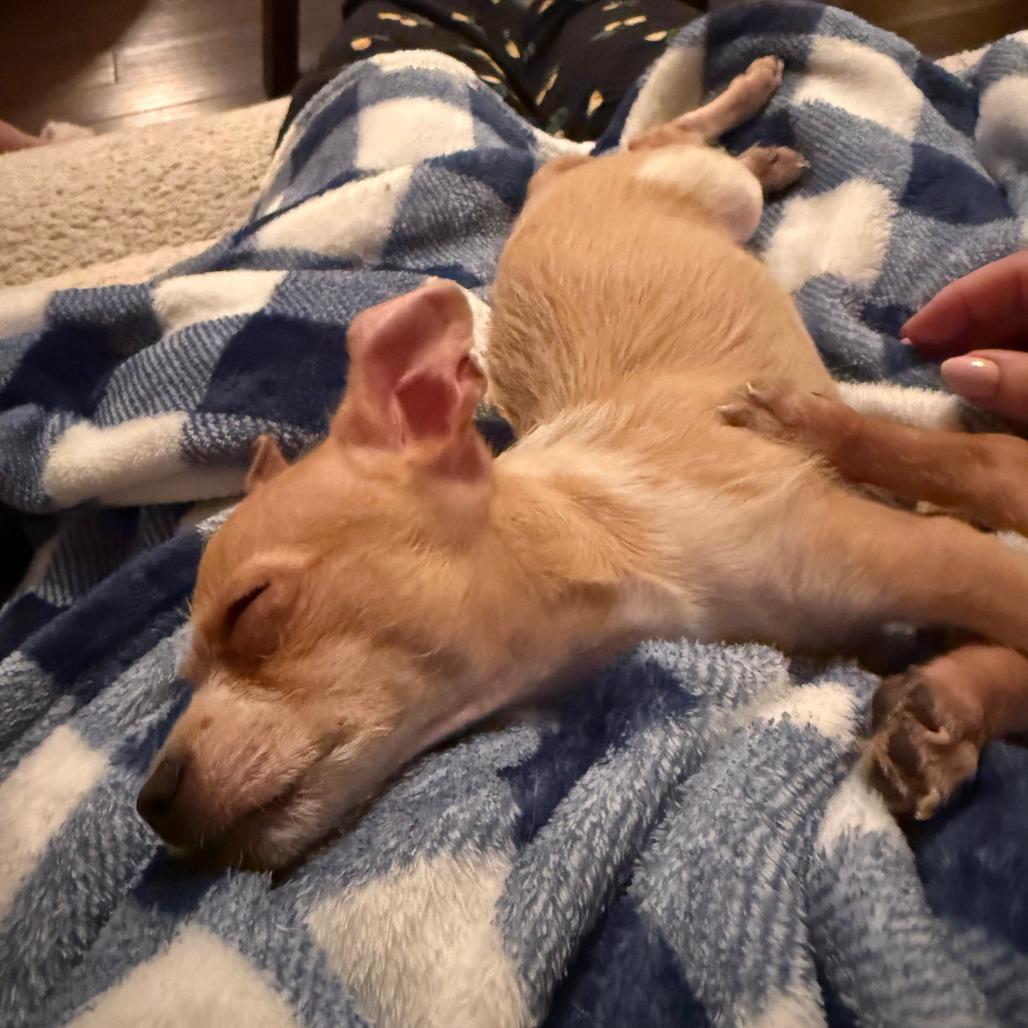 Enlarge 343 (2026) Huckleberry, a Adoptable mixed breed in Parker, CO image 6/6