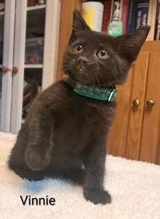 Vinnie Terrio, Adoptable, Kitten Male Domestic Short Hair.