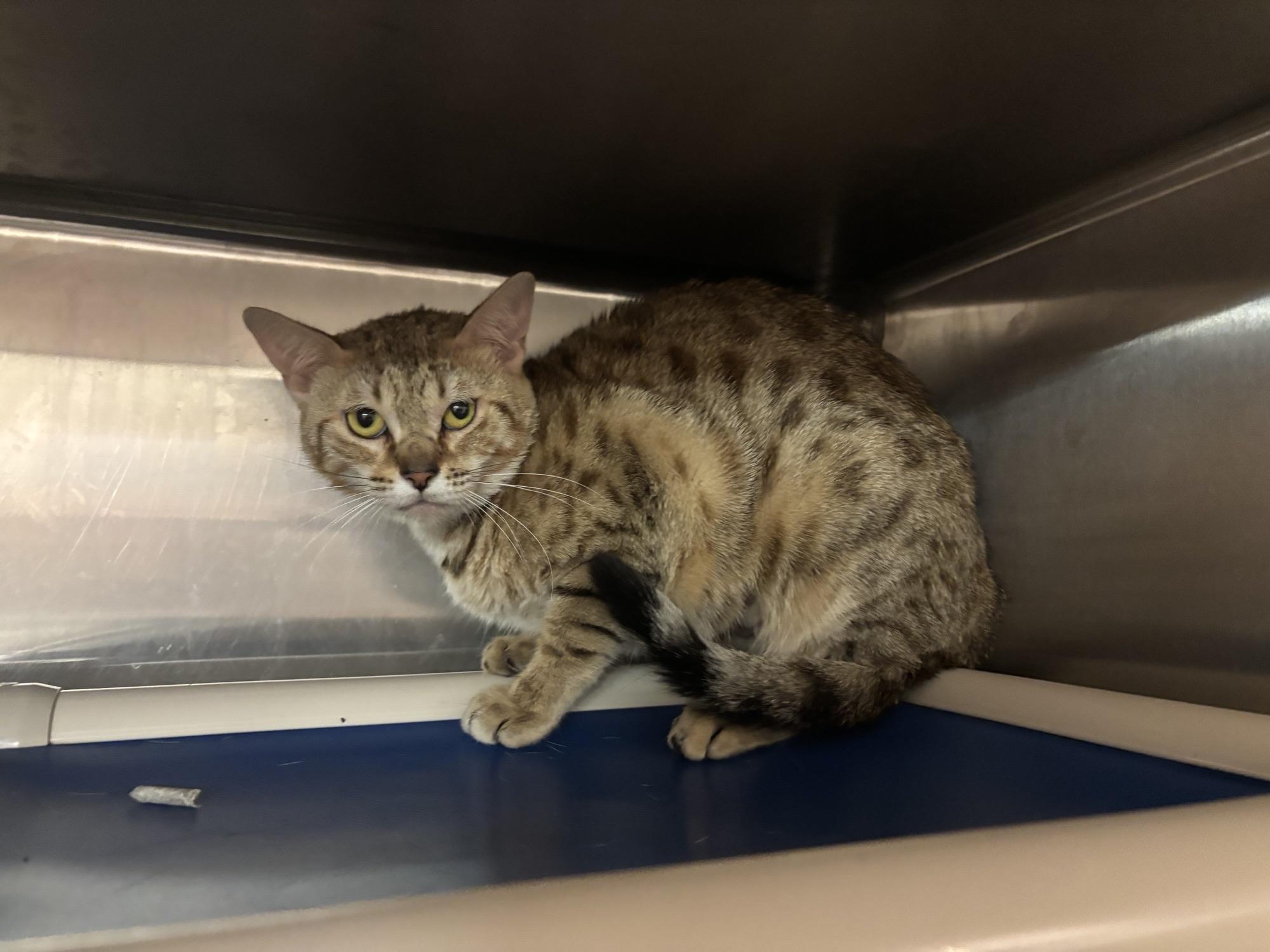 Enlarge Helen of Troy CS-237/26, a Adoptable mixed breed in Burlington, ON image 1/1