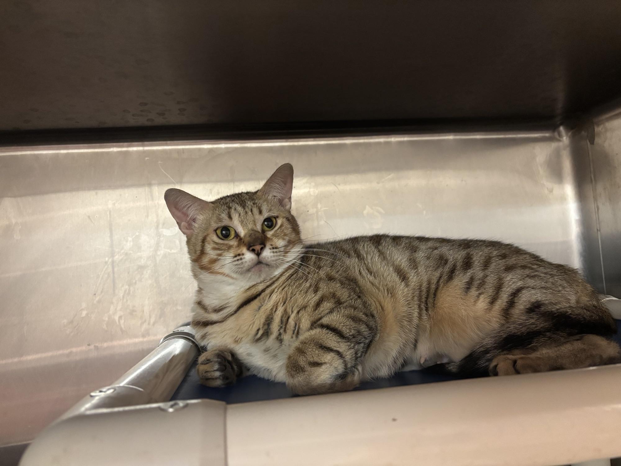 Helen of Troy CS-237/26, Adoptable, Young Female Bengal.