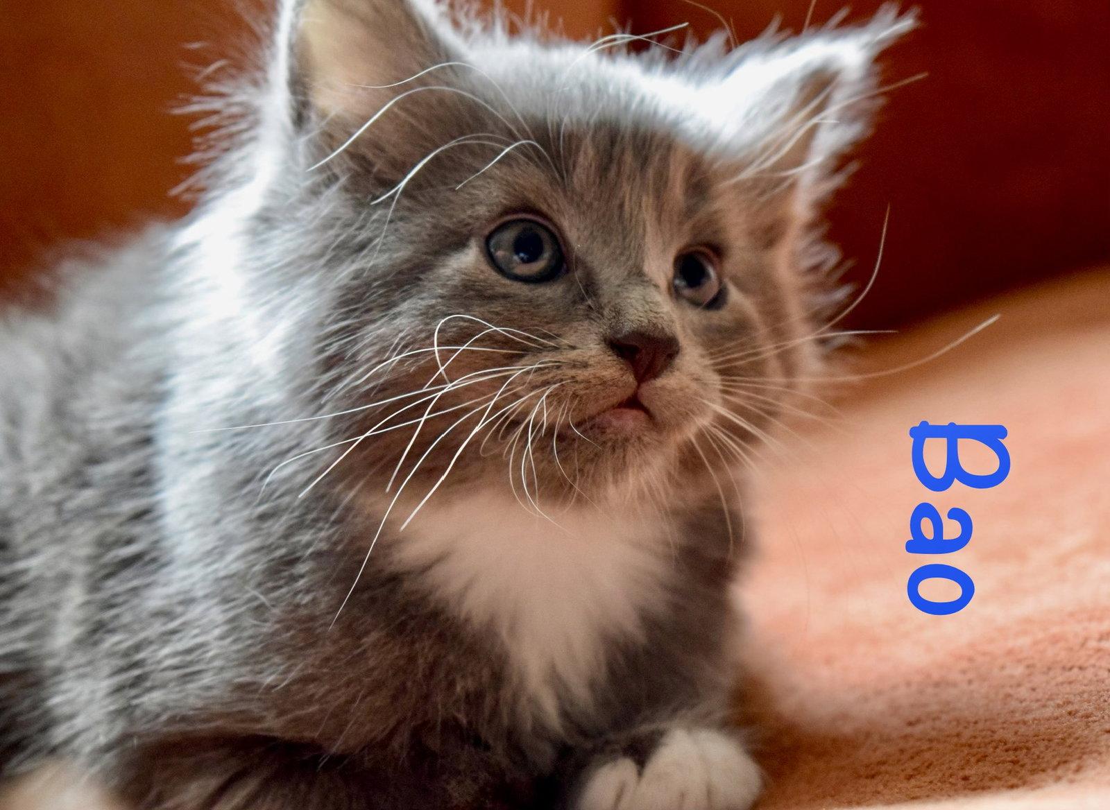 Enlarge Bao, a Adopted mixed breed in Reston, VA image 1/3