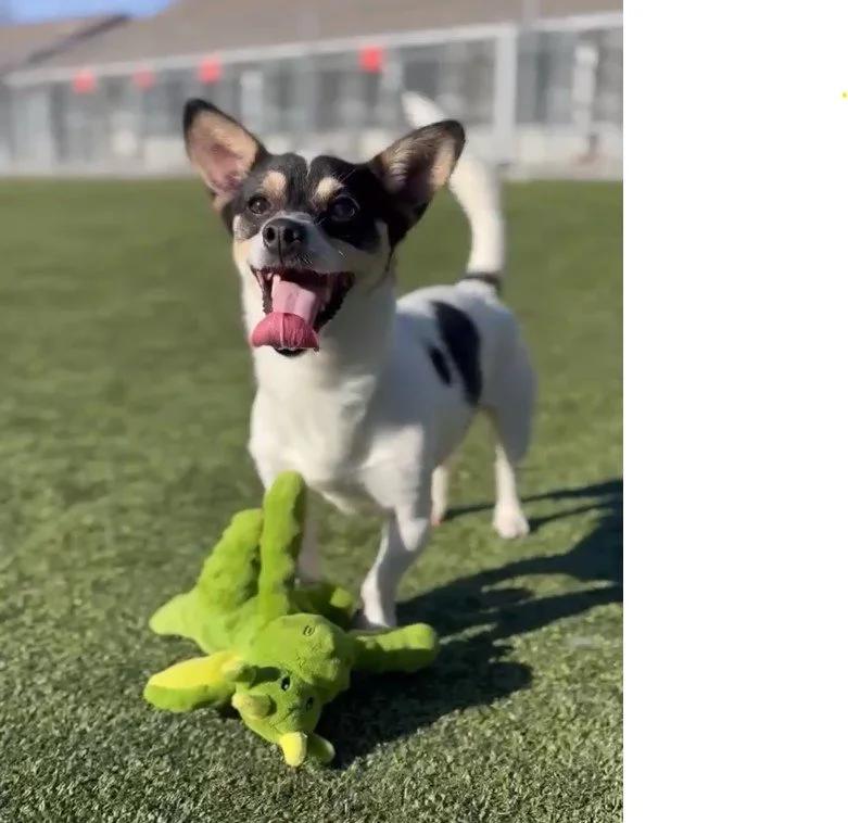 Bandito — thumbnail 2