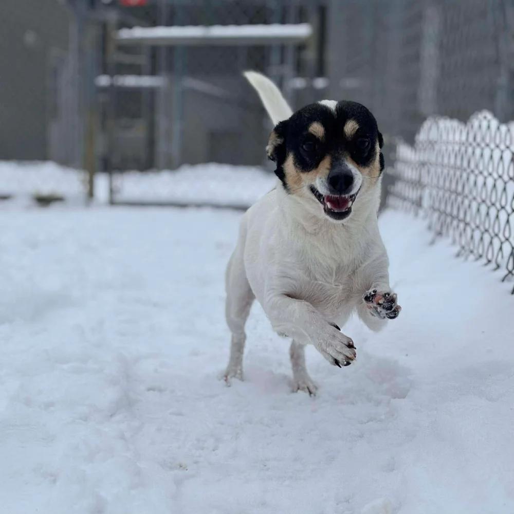 Bandito — thumbnail 3