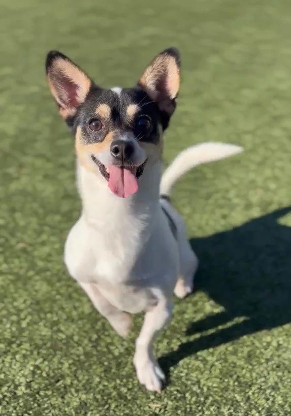 Bandito — thumbnail 4