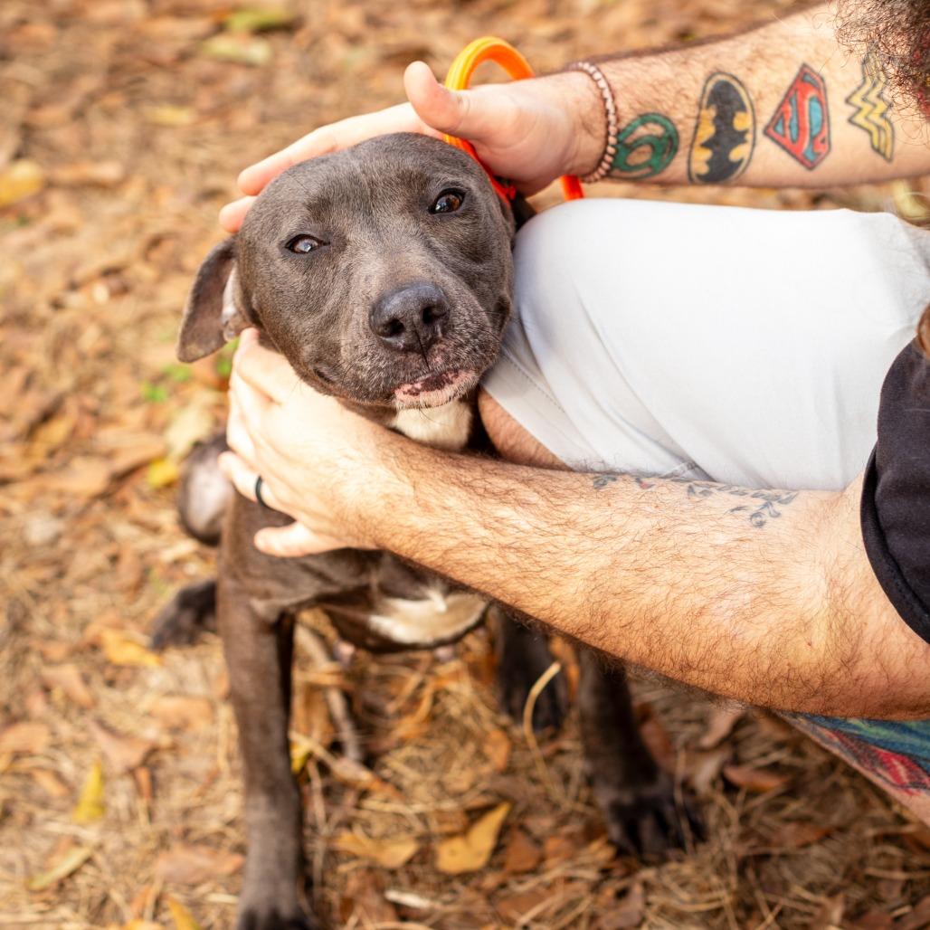 Enlarge Domino, a Adoptable mixed breed in Hattiesburg, MS image 1/5