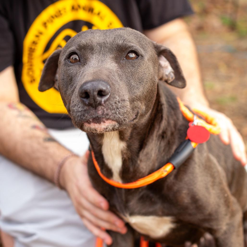 Enlarge Domino, a Adoptable mixed breed in Hattiesburg, MS image 2/5