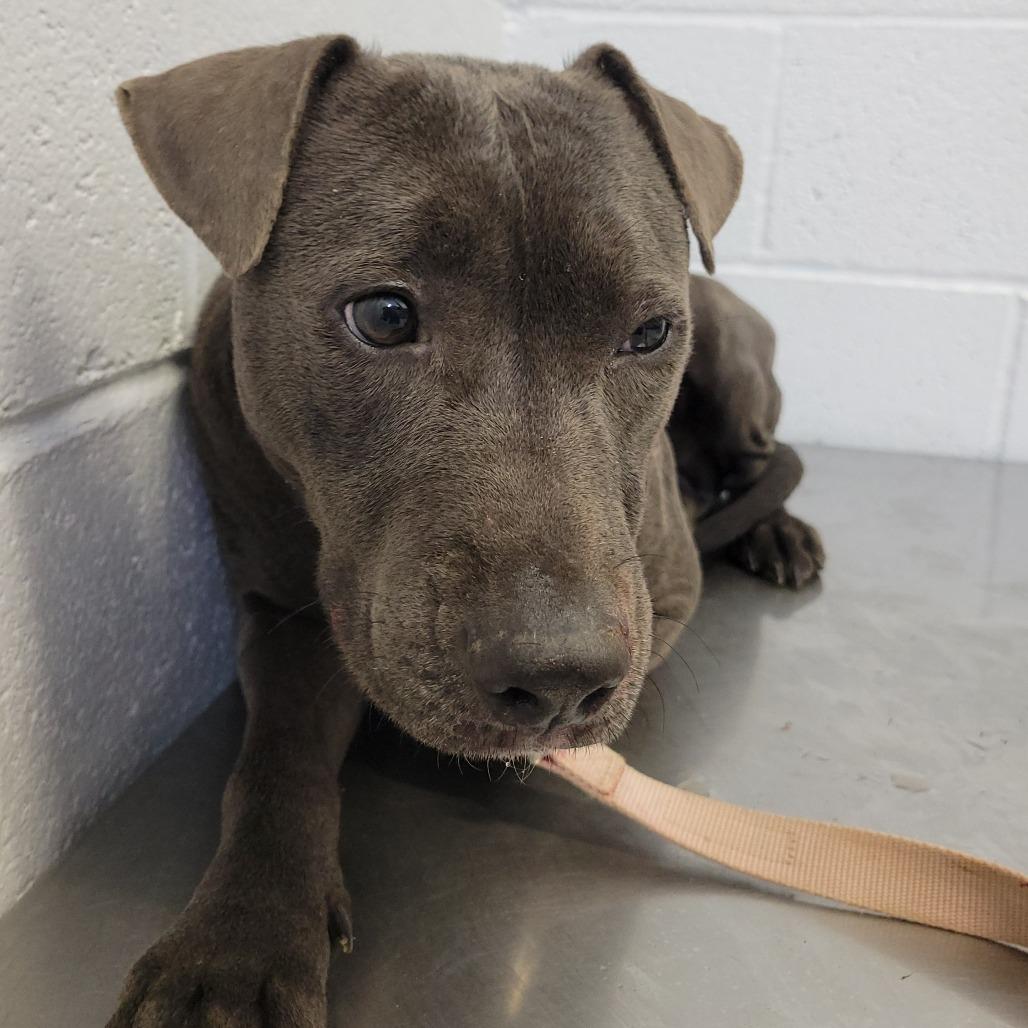 Enlarge Domino, a Adoptable mixed breed in Hattiesburg, MS image 1/1