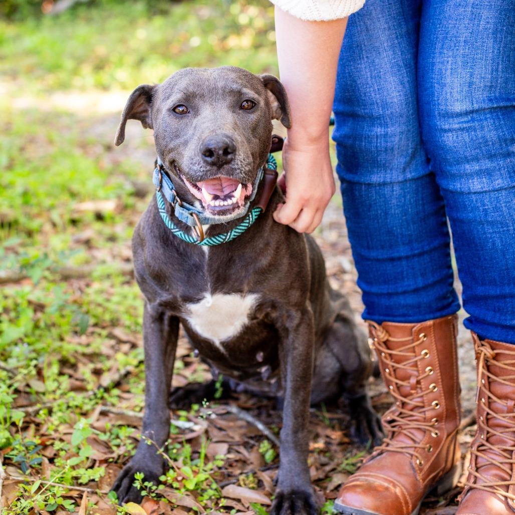Enlarge Domino, a Adoptable mixed breed in Hattiesburg, MS image 3/6
