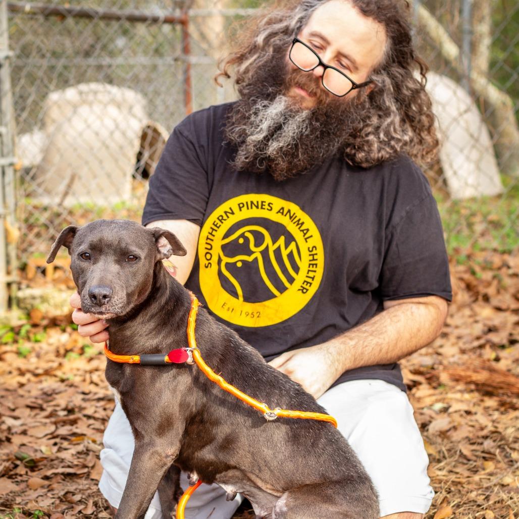 Enlarge Domino, a Adoptable mixed breed in Hattiesburg, MS image 3/5