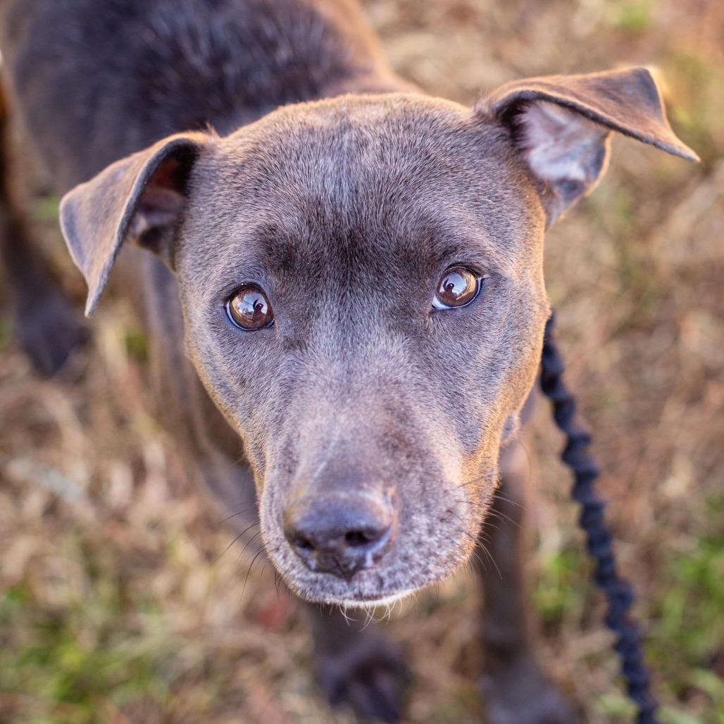 Enlarge Domino, a Adoptable mixed breed in Hattiesburg, MS image 4/5