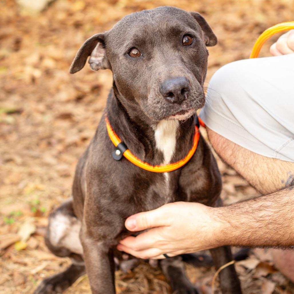 Enlarge Domino, a Adoptable mixed breed in Hattiesburg, MS image 5/5
