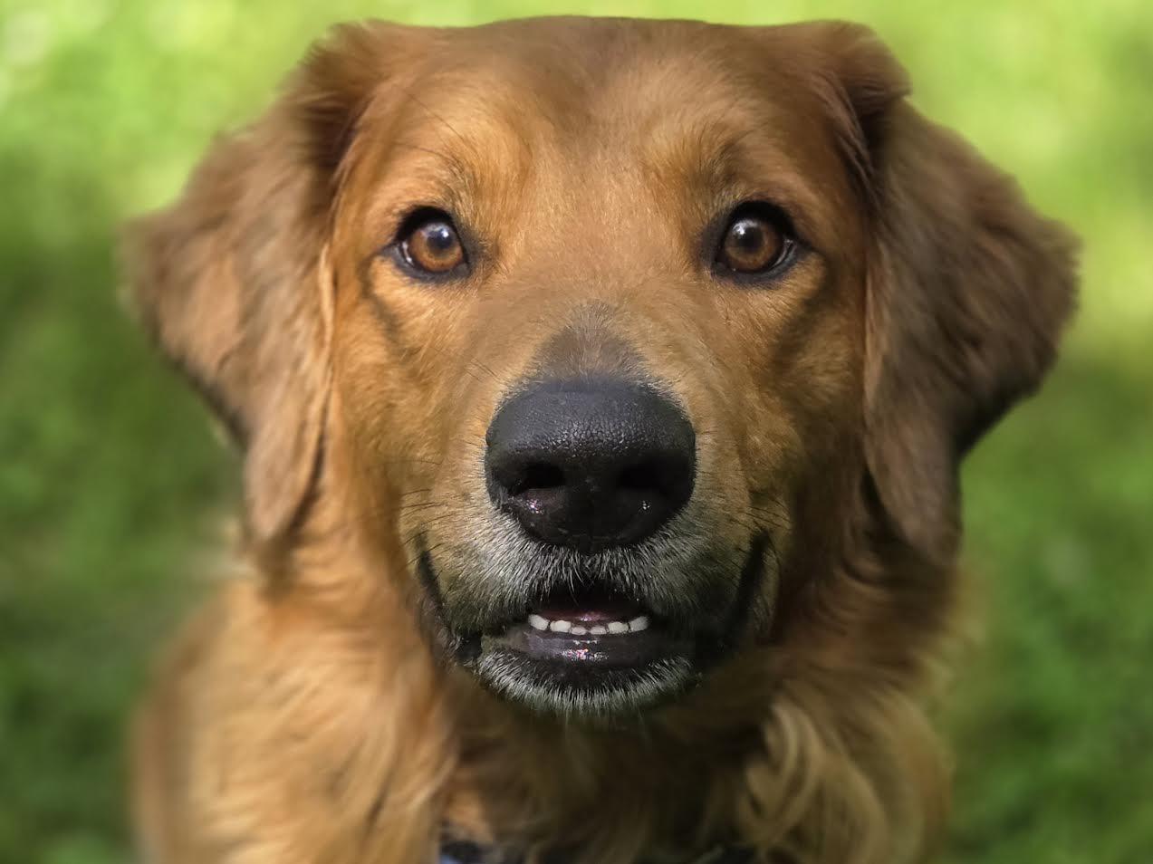 Ace, Adoptable, Adult Male Golden Retriever.