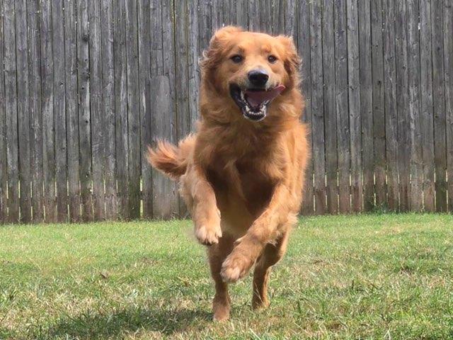 Enlarge Ace, a Adoptable mixed breed in Catlett, VA image 2/6