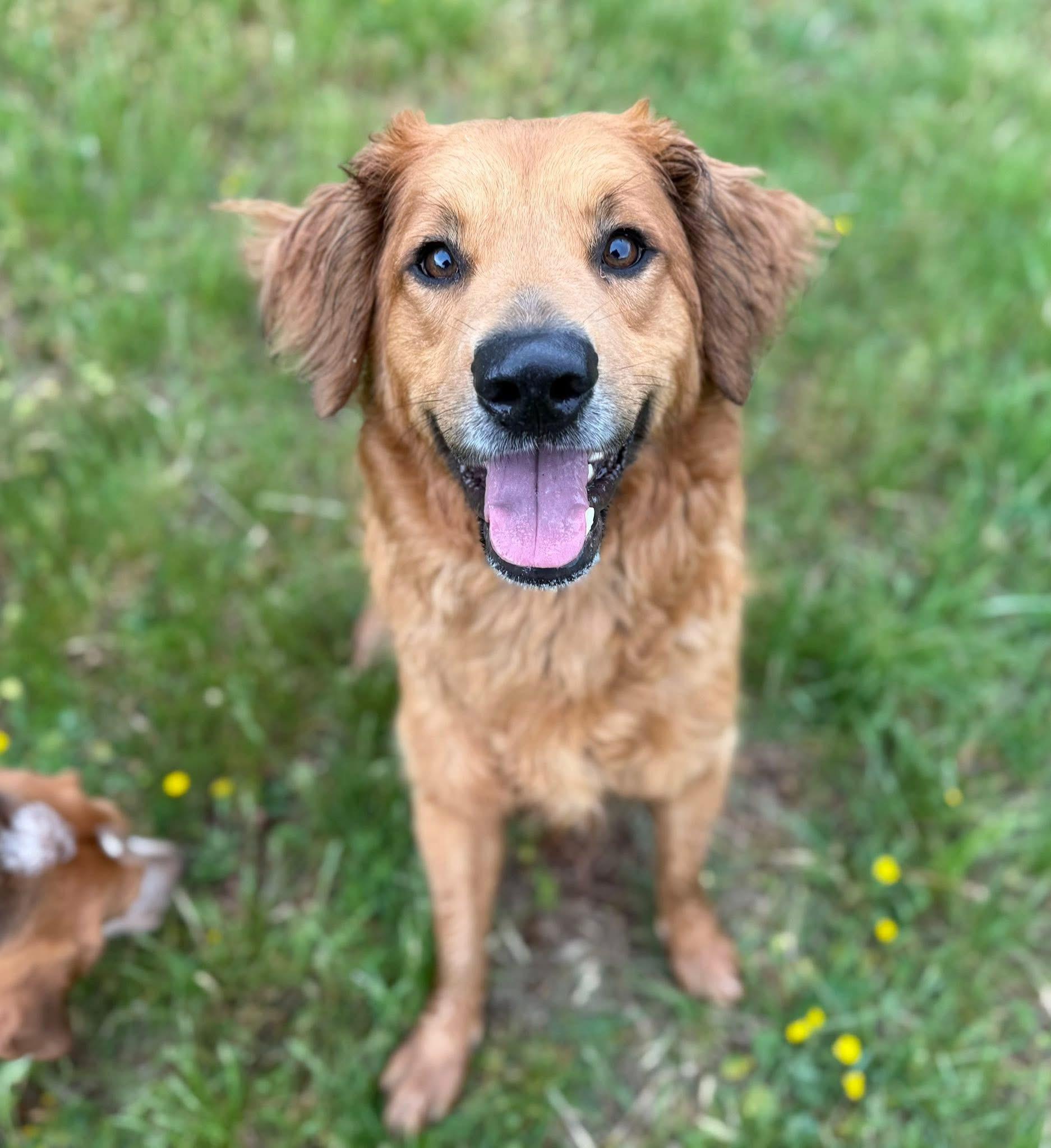 Ace, Adoptable, Adult Male Golden Retriever.