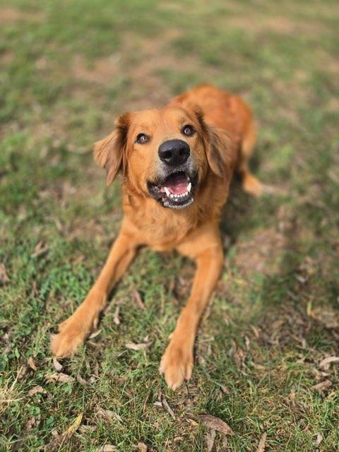 Enlarge Ace, a Adoptable mixed breed in Catlett, VA image 3/6