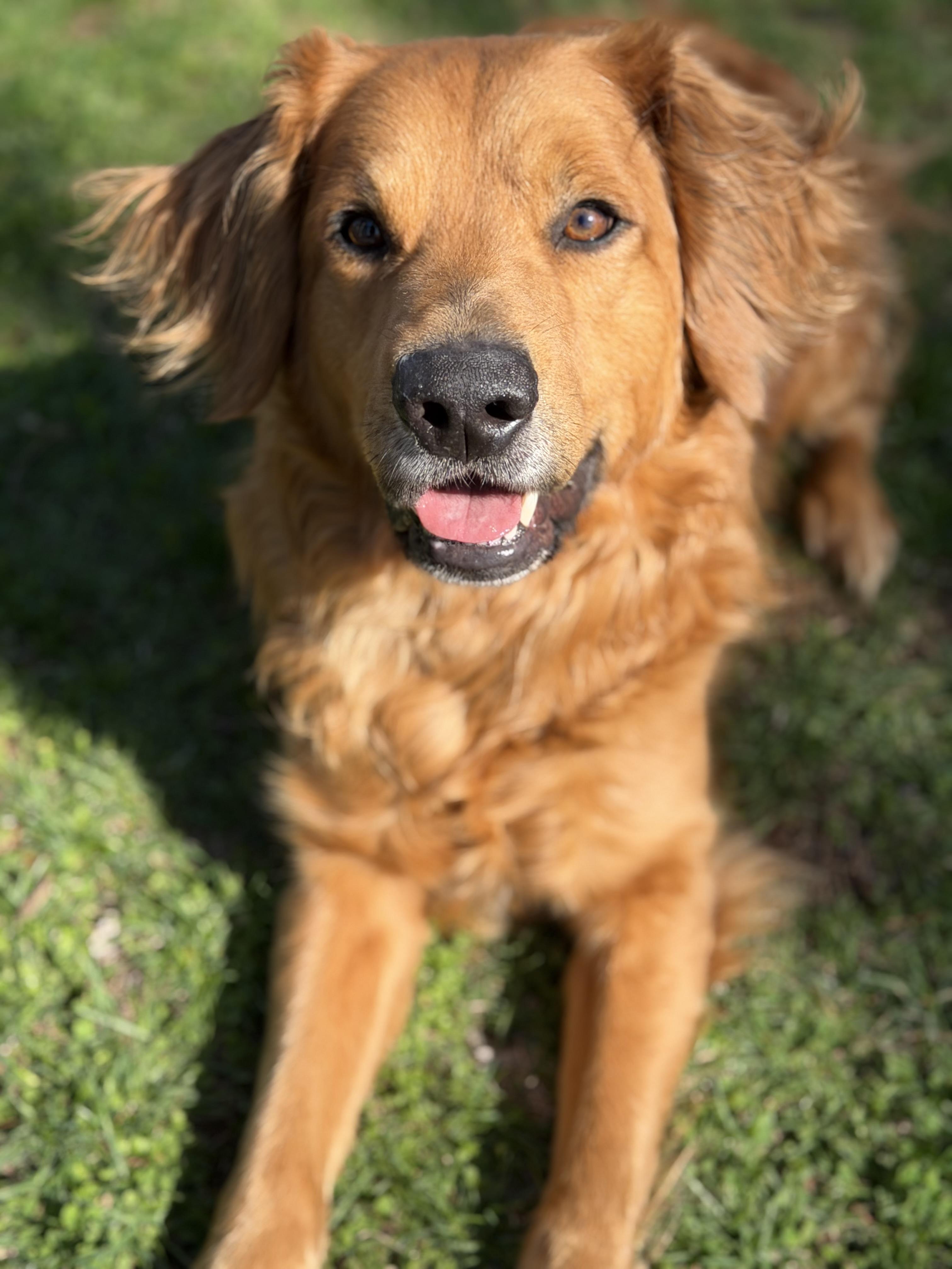 Enlarge Ace, a Adoptable mixed breed in Catlett, VA image 3/6