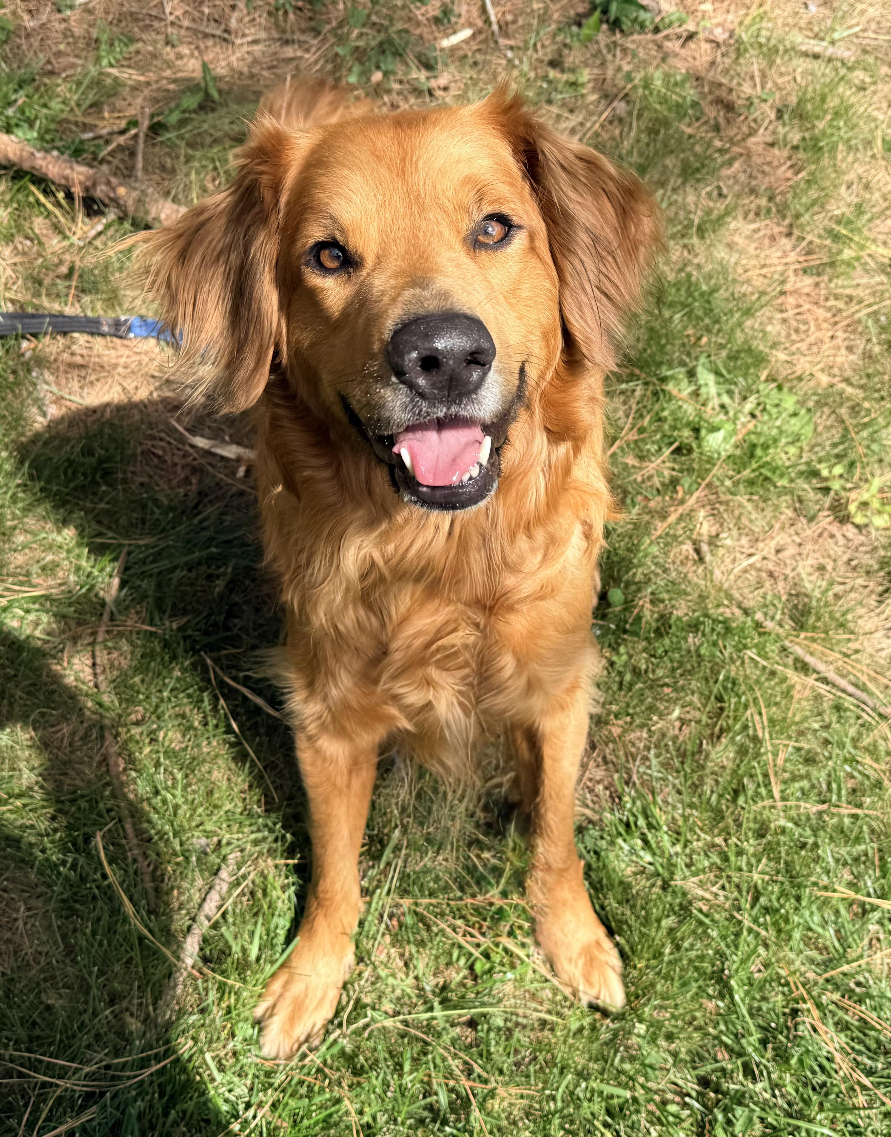 Enlarge Ace, a Adoptable mixed breed in Catlett, VA image 5/6