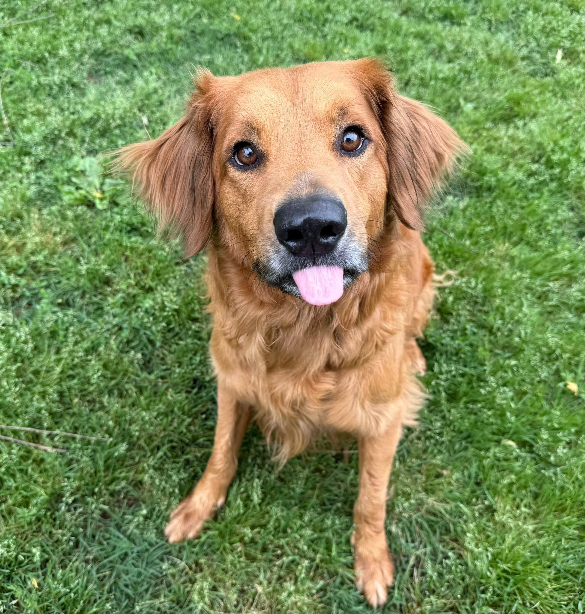 Enlarge Ace, a Adoptable mixed breed in Catlett, VA image 2/6