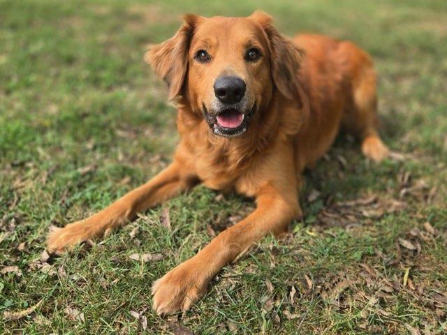 Enlarge Ace, a Adoptable mixed breed in Catlett, VA image 4/6