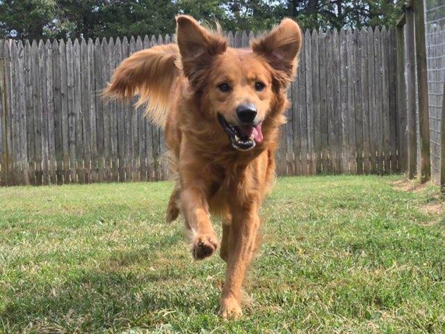 Enlarge Ace, a Adoptable mixed breed in Catlett, VA image 5/6