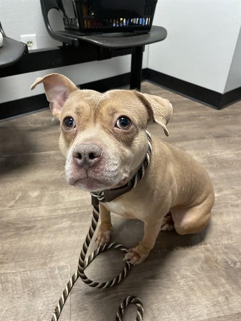 Enlarge CHINA, a Adoptable Pit Bull Terrier in Aurora, IL image 1/1