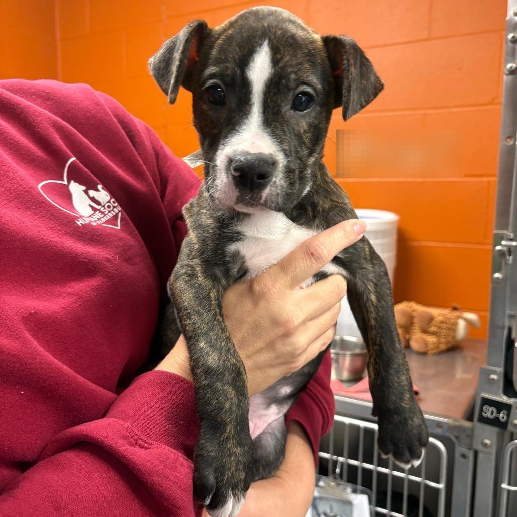 Mac, Adoptable, Puppy Male Boxer & Mixed Breed.