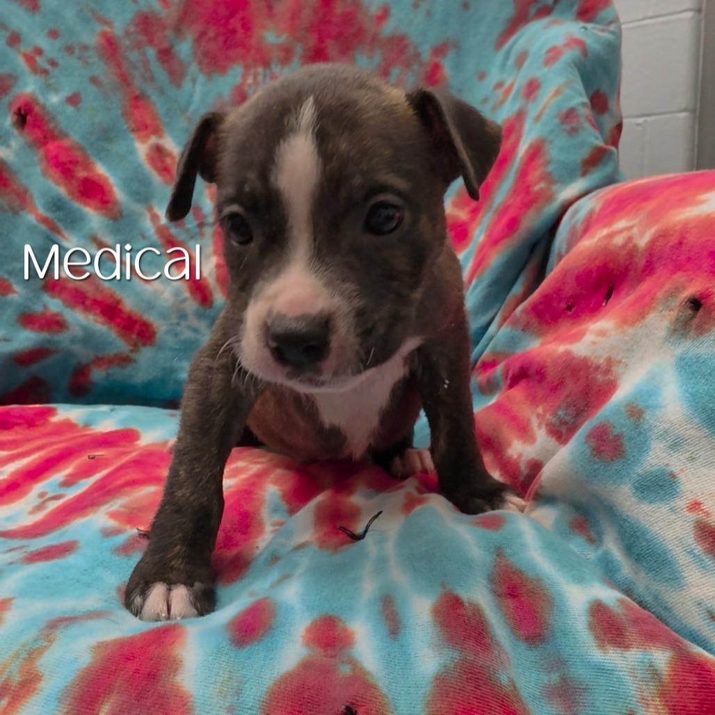 Enlarge Mac, a Adoptable mixed breed in Parkersburg, WV image 2/2