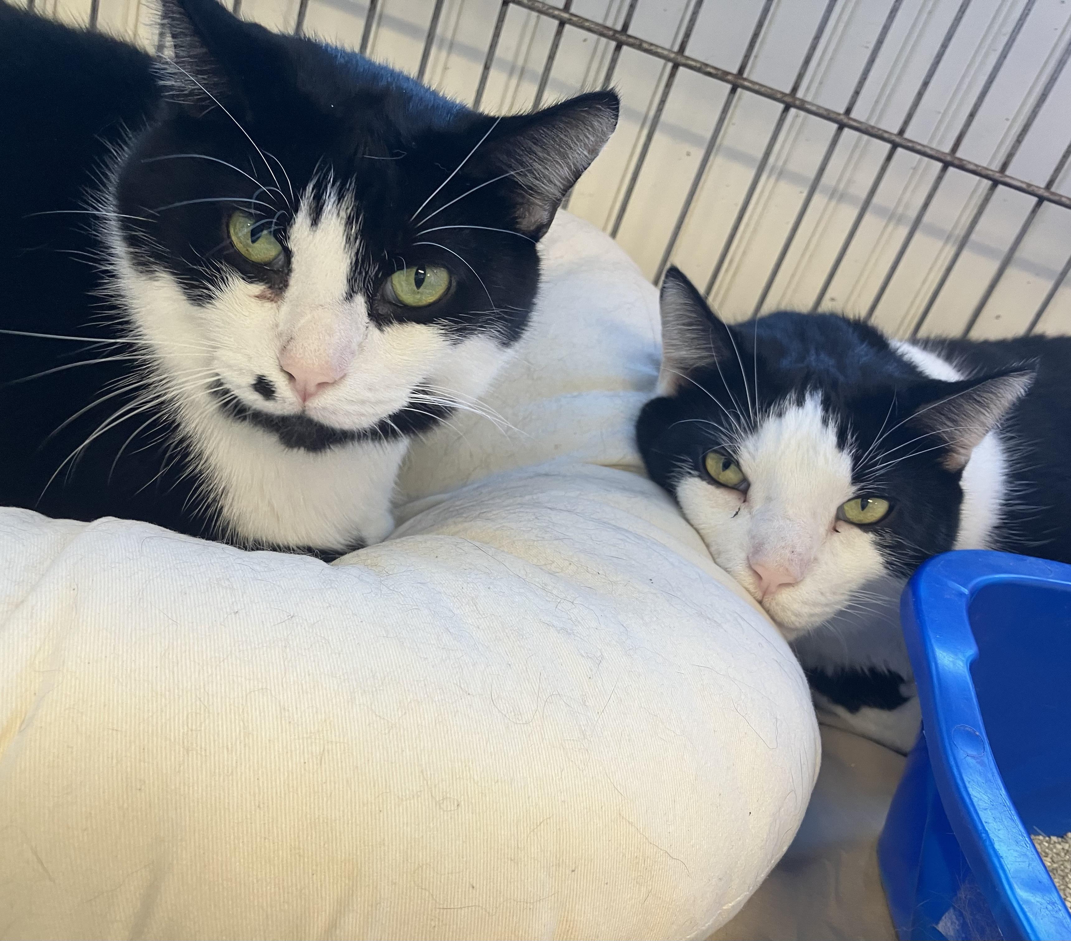 Enlarge Max & Mickey, a Adoptable Domestic Short Hair in Parma, OH image 1/3