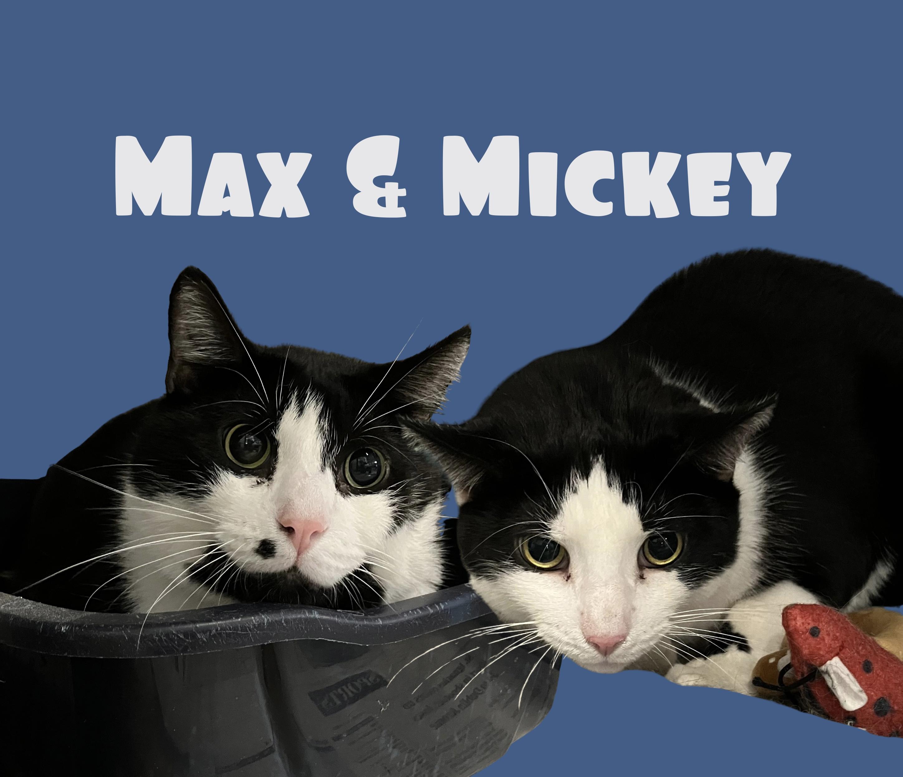 Enlarge Max & Mickey, a Adoptable Domestic Short Hair in Parma, OH image 2/3
