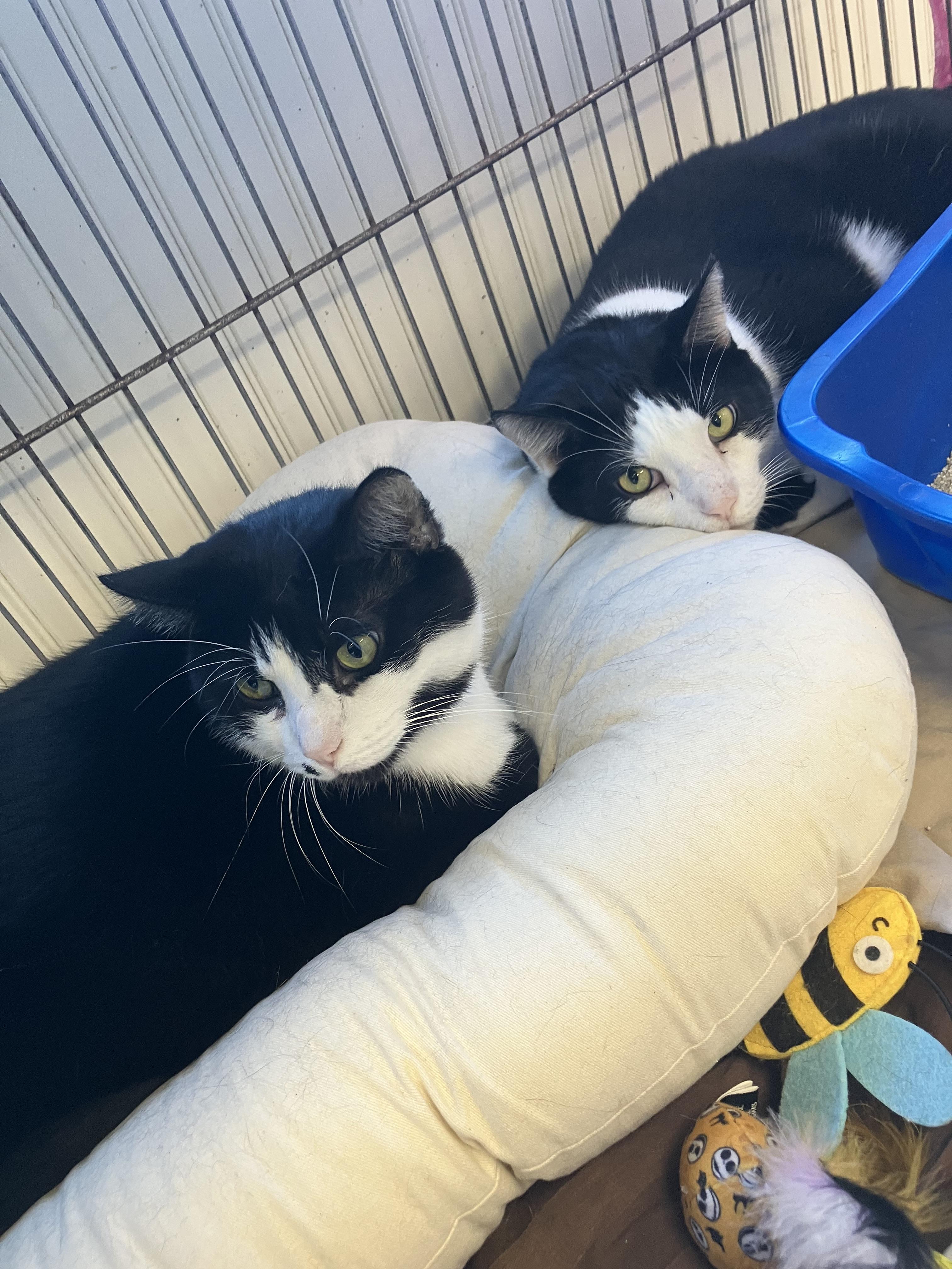 Enlarge Max & Mickey, a Adoptable Domestic Short Hair in Parma, OH image 3/3