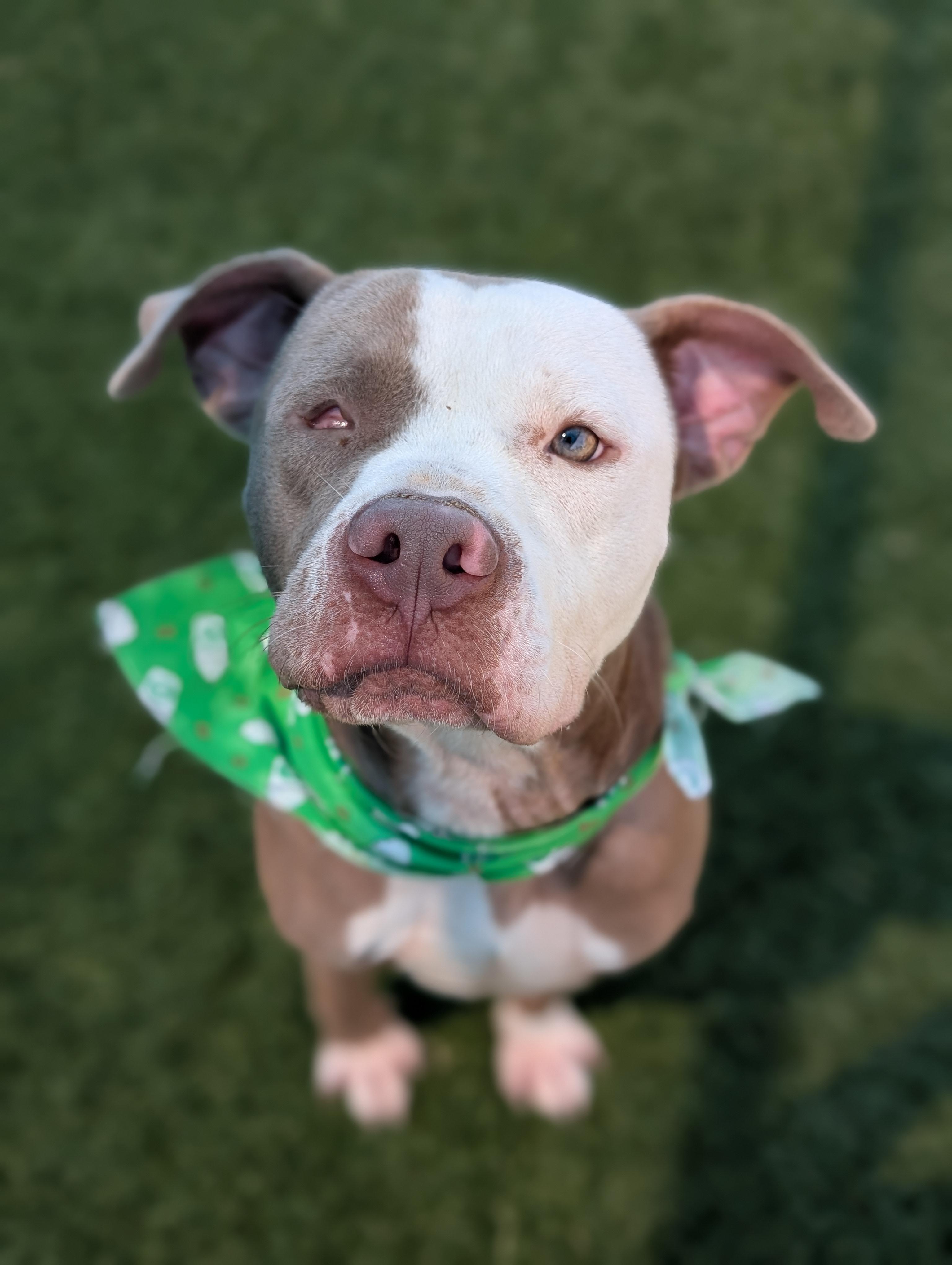 Willie **Courtesy Post. Out of town pet. See below for details**