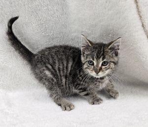 Enlarge Duke, a ADOPTABLE Domestic Short Hair in Bucyrus, OH image 1/3