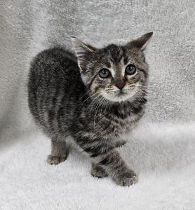 Enlarge Duke, a ADOPTABLE Domestic Short Hair in Bucyrus, OH image 2/3