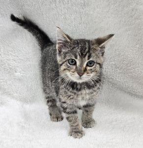 Enlarge Duke, a ADOPTABLE Domestic Short Hair in Bucyrus, OH image 3/3