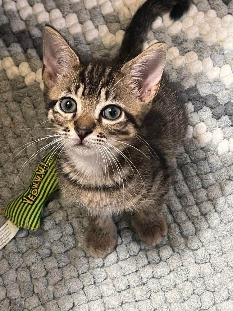 Bosley, Adoptable, Kitten Male Domestic Short Hair.