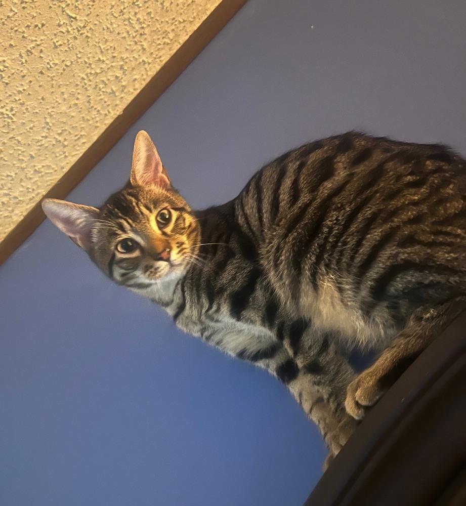 Bosley, Adoptable, Kitten Male Domestic Short Hair.